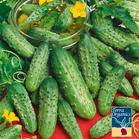 Organic Boston Pickling Cucumber Seeds Vegetable Gardening Non Gmo