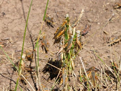 Photos Western Drought Brings Plague Of Voracious Grasshoppers Kveo Tv