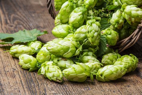 Regional Resources Hop Growers Of America