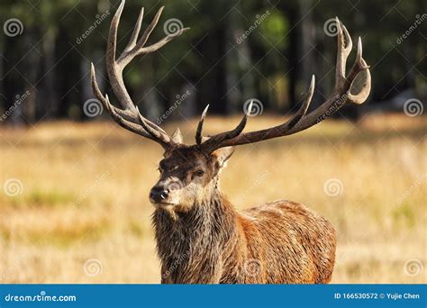 A Male Red Deer Standing In The Meadow Stock Photo Image Of Richmond