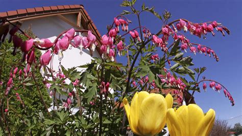 Giftige Pflanzen Im Garten T Dliche Gew Chse