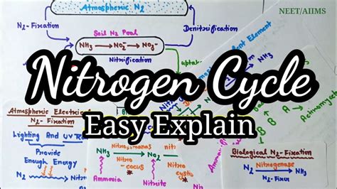 Nitrogen Cyclenitrogen Metabolism Class 11th Biology Trick To Learn