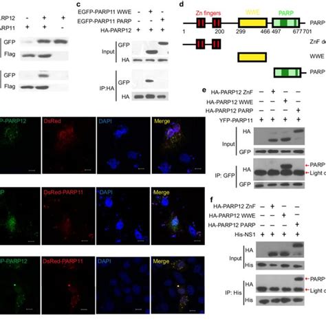 PARP11 Interacts And Co Localizes With PARP12 A Western Blotting