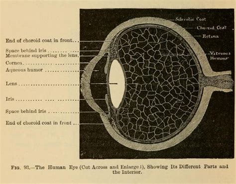 The Human Eye Showing Its Different Parts And The Interior