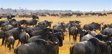 Thrilling Facts Of Wildebeest Migration In Masai Mara