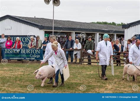 Pig Judging at the Great Yorkshire Show Editorial Stock Image - Image ...