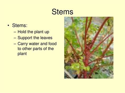 Ppt Functions Of Plants Stems And Leaves Powerpoint Presentation