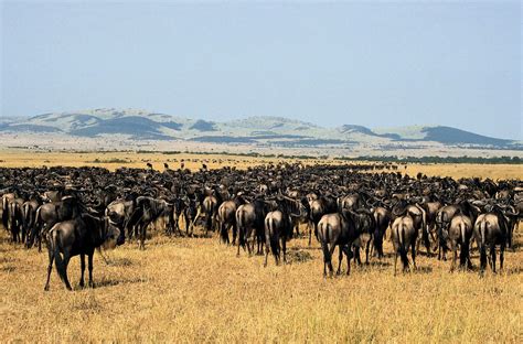 10 Days Serengeti Migration Safari | Serengeti National Park