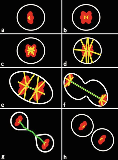 The Mitosis Of Entamoeba Histolytica Trophozoites Intechopen