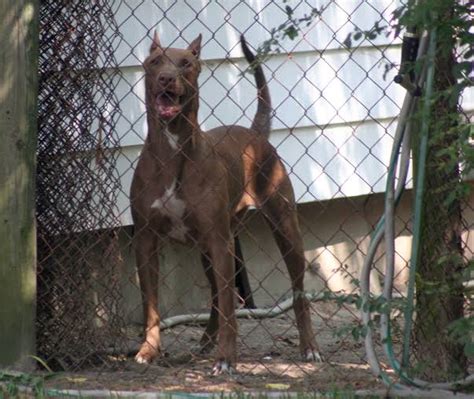 Doberman Pitbull Mix | A Cross Breed