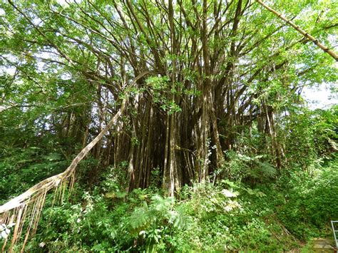 Greenery Flora Hawaii Free Photo On Pixabay