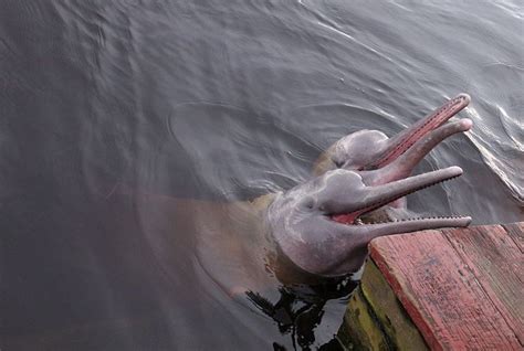 La leyenda de los delfines rosados del amazonas Qué historia tan