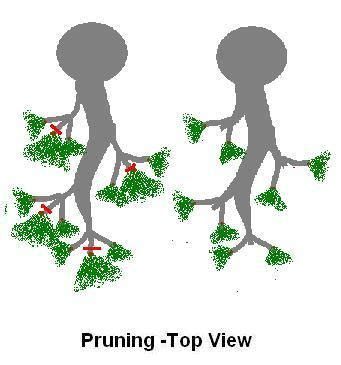 Pruning Bonsai ~ Bonsai