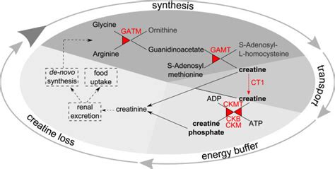 Phosphocreatine Pathway