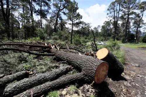 La Jornada Producción agropecuaria deforesta cada año 500 mil