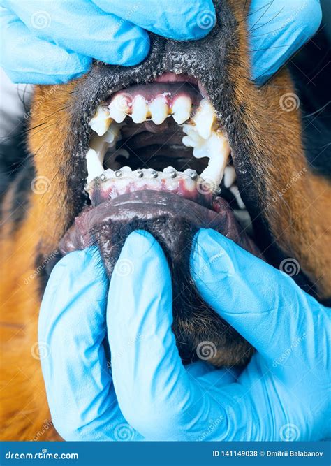 The Vet Checks the Dog Braces Installed. Cleaning of Braces from Wool ...