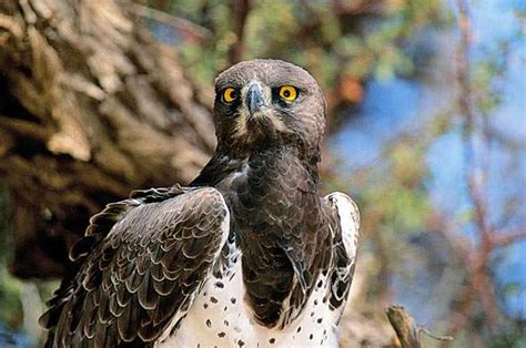 Martial Eagle Largest African Eagle Africa