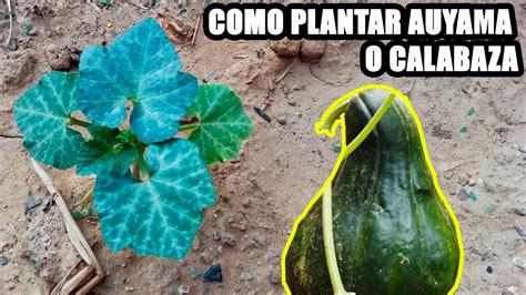 Como Plantar Auyama O Calabaza La Huerta De Camilo Youtube