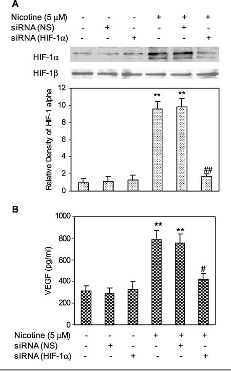 Pdf Nicotine Induces Hypoxia Inducible Factor Expression In Human