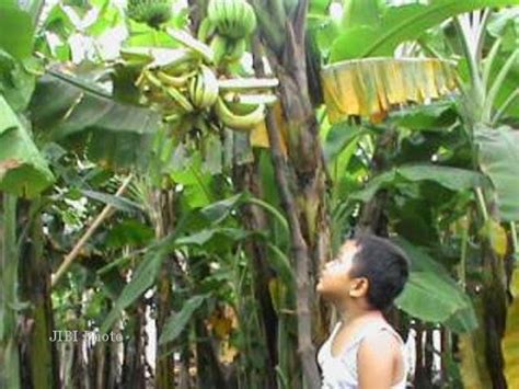 Foto Gambar Pohon Buah Pisang Unik Aku Buah Sehat