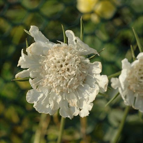 SCABIOSA CAUCASICA ALBA Houtmeyers Plantencentrum En Boomkwekerij