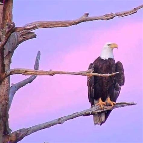 Bald Eagle is Hatching Eggs Live Webcam and a Free Printable! | Hip ...