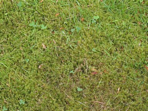 How To Remove Moss From Your Lawn And Stop It Returning