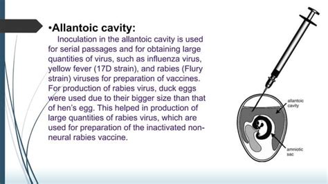 Virus Cultivation Purposes And Methods Ppt