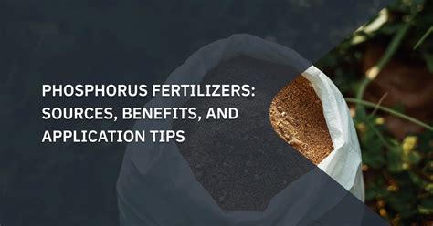 phosphorus fertilizers sources benefits  application tips