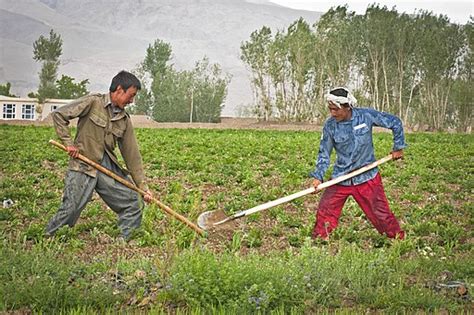 Drought Threatens The Livelihoods Of Million Farmers In Afghanistan