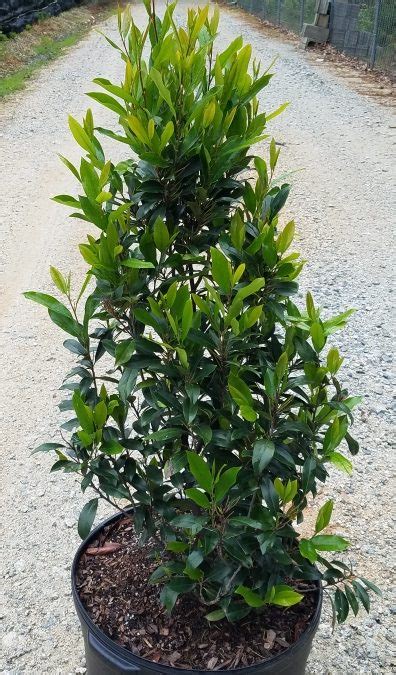 Cherry Laurel Bight N Tight Gossett S Landscape Nursery