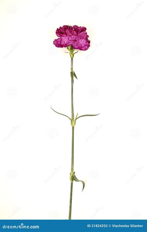 Long Stem Carnations On A White Stock Photography Image 21824252