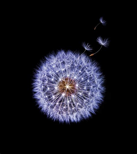 X Resolution Dandelion Flower Samsung Galaxy S Stock X