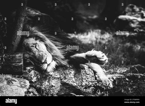 Portrait of a majestic lion king Stock Photo - Alamy