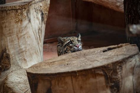 Formosan Clouded Leopard. Wild Animal and Wildlife. Animal in Zoo. Formosan Clouded Leopard in ...