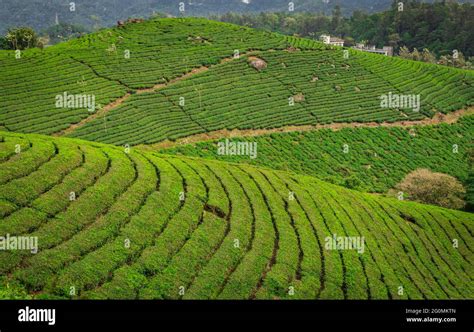 Tea Gardens In The Foothills Of Western Ghat Image Take At India The