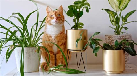 Are Spider Plants Toxic to Cats?