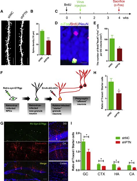 Neural Stem Cells Behave As A Functional Niche For The Maturation Of