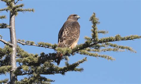 Buteo Jamaicensis Calurus The Red Tailed Hawk