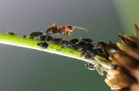 Ejemplos De Mutualismo En La Naturaleza Significados