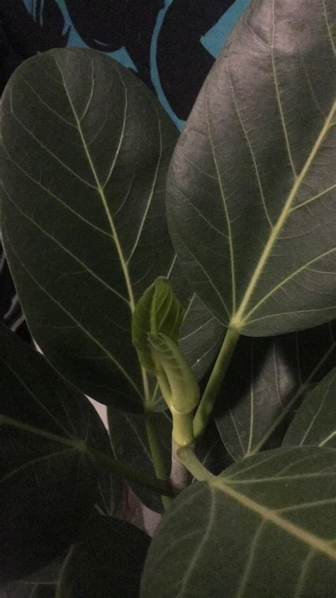 New rubber tree leaves growing 😍😍 : r/IndoorGarden