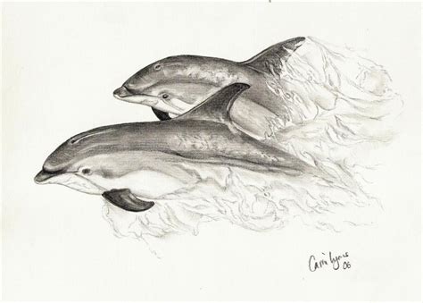 Dolphins Swimming Together By Carriephlyons On Deviantart Animal