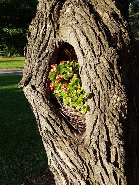 Free Images Tree Nature Branch Wood Leaf Flower Trunk Wildlife