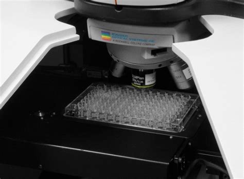 Raman Based High Throughput Screening For Version And Polymorph Identification