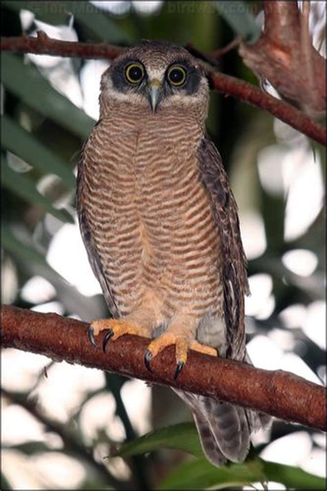 Rufous Owl photo image 7 of 12 by Ian Montgomery at birdway.com.au