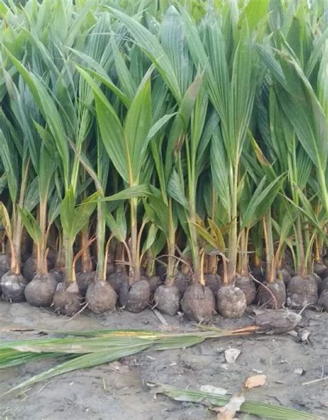 West Coast Tall Green Coconut Plant For Fruits Alkaline Soil At Rs 40