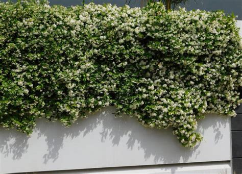 Descubre La Belleza De Las Plantas Trepadoras De Flores Blancas