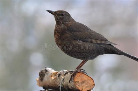 Jay bird in winter stock photo. Image of animal, wildlife - 165842072