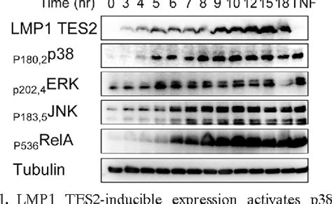 Figure 1 From Protein 1 Tes 2 Ctar 2 Gene Regulation Epstein Barr