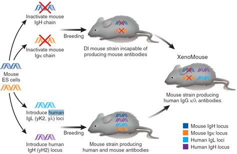 Antibody Sequencing Provides A New Path For Antibody Therapy Research Creative Biolabs Blog